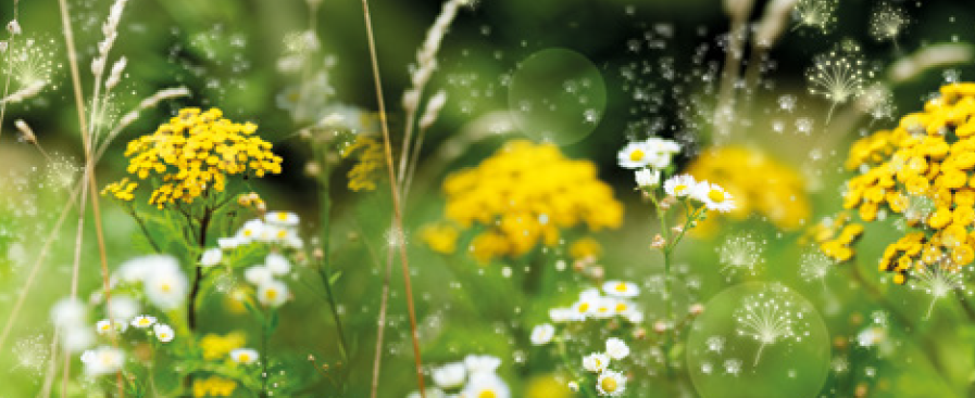 13. Allergiesymposium 2026